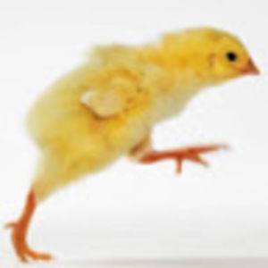 Meet your Posher, Cassie